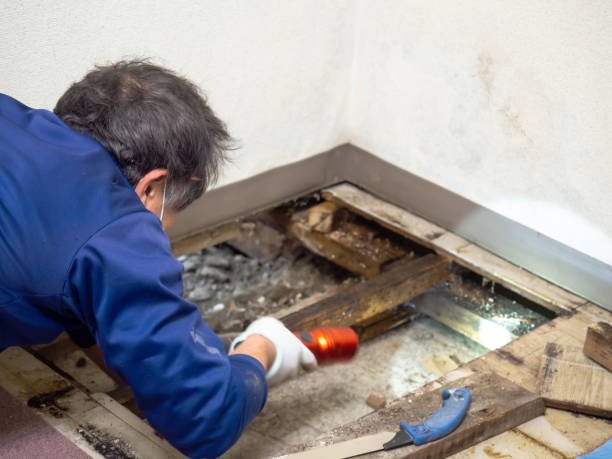 Best Crawl Space Mold Removal  in Captain Cook, HI