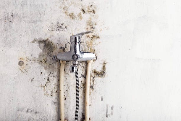 Best Professional Mold Removal  in Captain Cook, HI