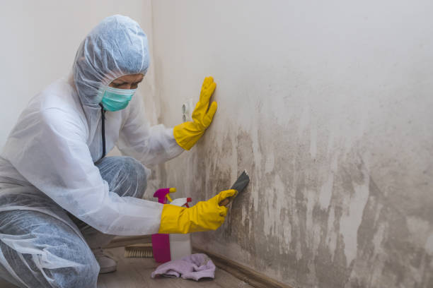 Best Mold Cleaning Services  in Captain Cook, HI