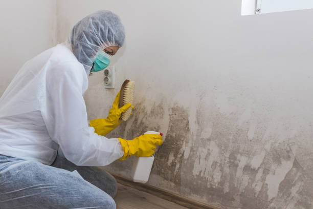 Best Commercial Mold Removal  in Captain Cook, HI