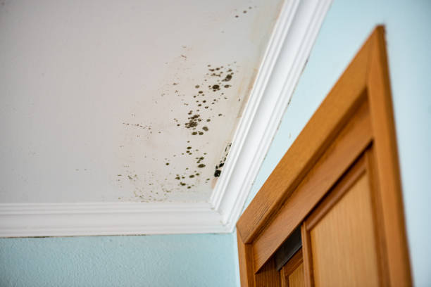 Best Mold Damage Repair  in Captain Cook, HI