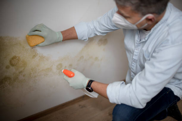 Best Affordable Mold Removal  in Captain Cook, HI
