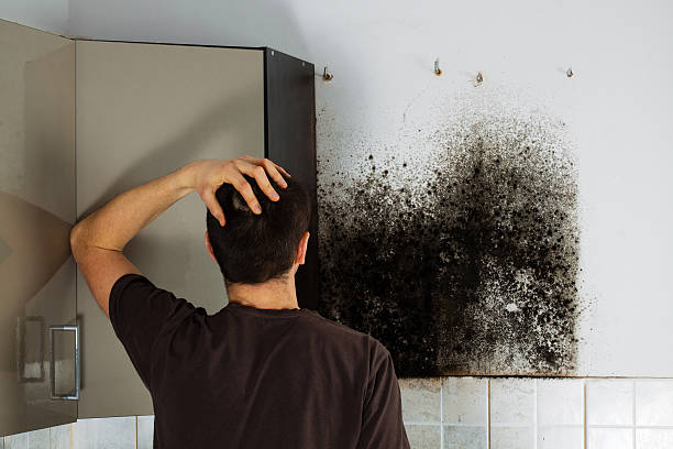 Best Emergency Mold Removal  in Captain Cook, HI