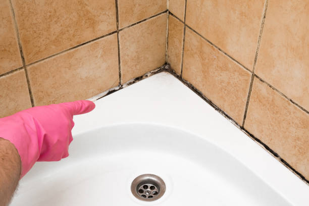 Home Mold Removal in Captain Cook, HI